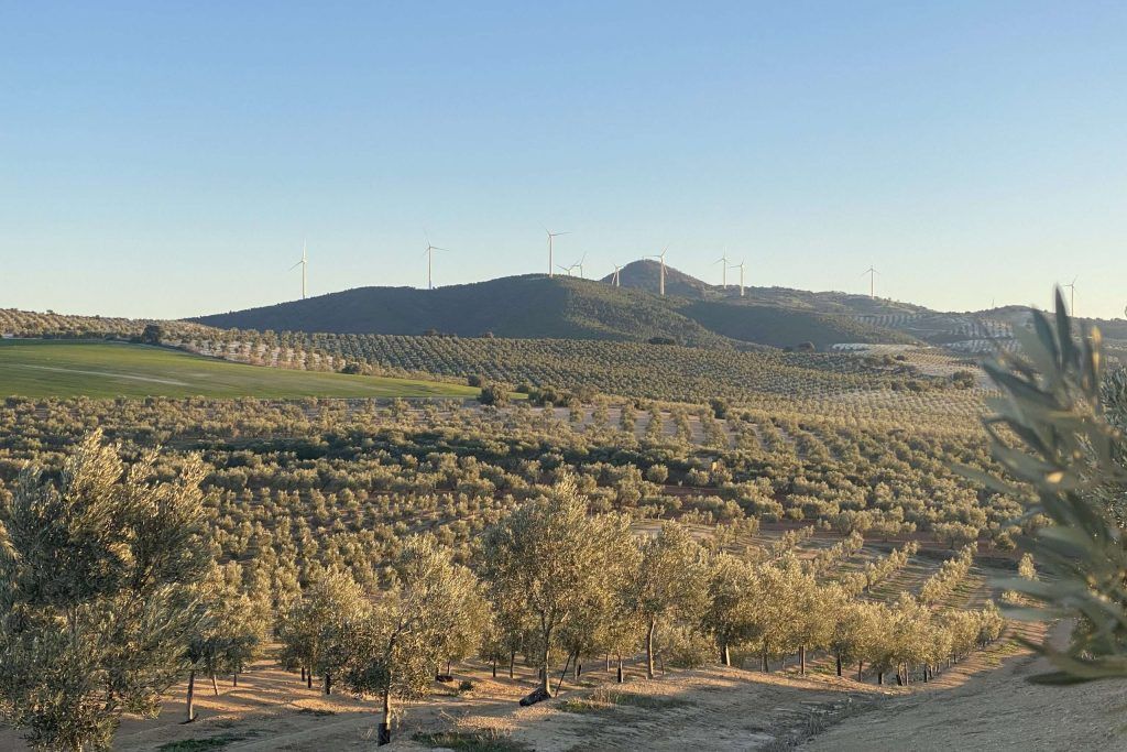 Diferencias entre un olivo de secano y de regadío que influyen en la calidad del aceite. 5 calidad vs rendimiento AOVE