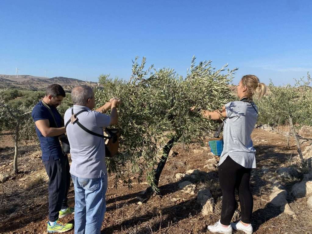 Personas recolectando aceitunas de un acebuche