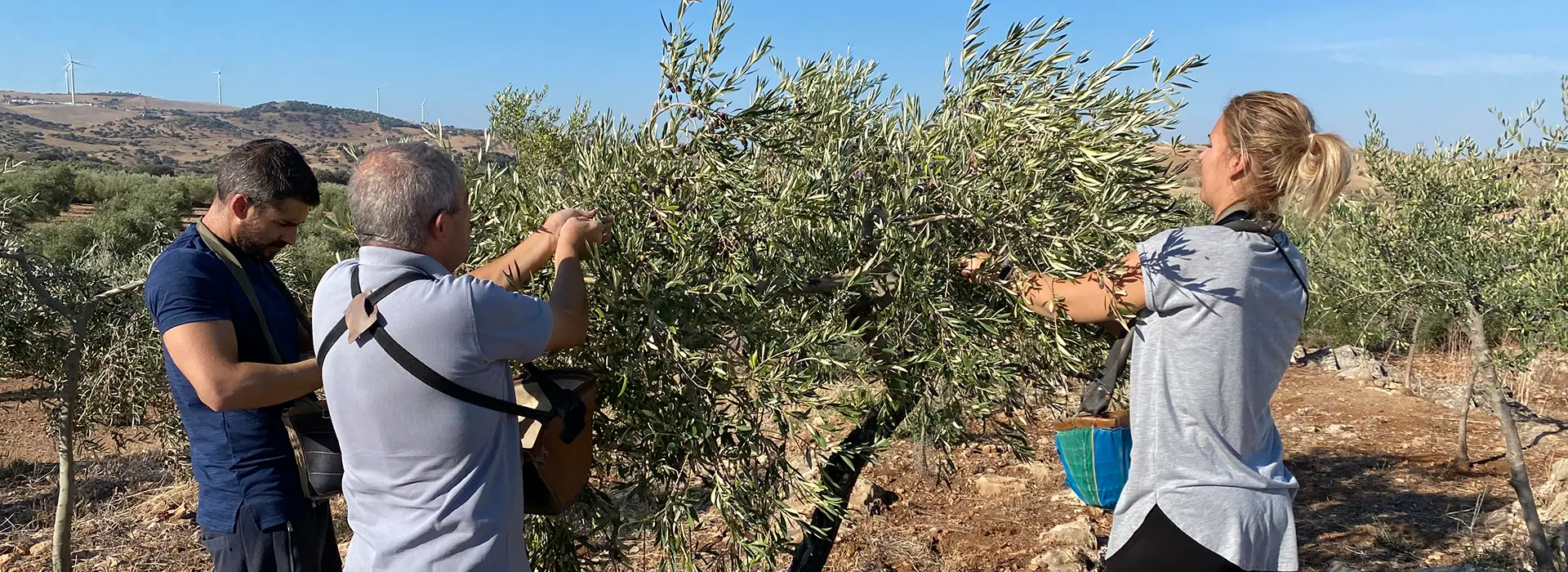 Olivares de Oleico Pallarés en Osuna